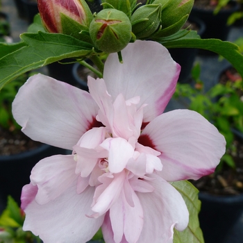 Hibiscus syriacus 'Anaemonaeflorus' 