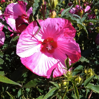 Hibiscus 'Turn of the Century' 