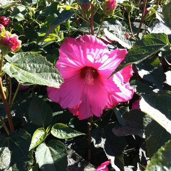 Hibiscus 'Sweet Caroline' 