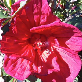 Hibiscus 'Fireball' PP16631