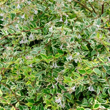 Abelia x grandiflora 'Twist of Lime™'