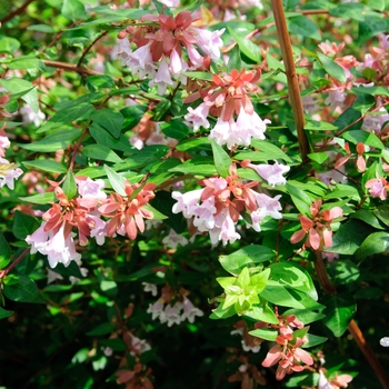 Abelia 'Edward Goucher'