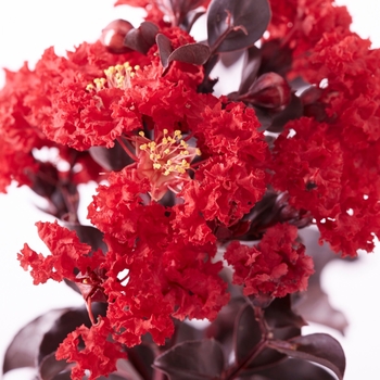 Lagerstroemia indica 'Best Red™' 