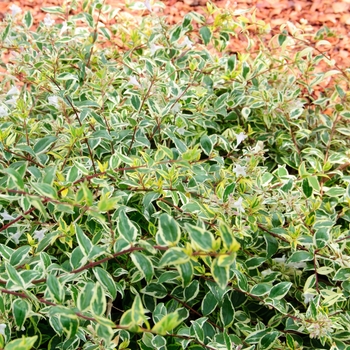 Abelia x grandiflora 'Lemon Zest™'