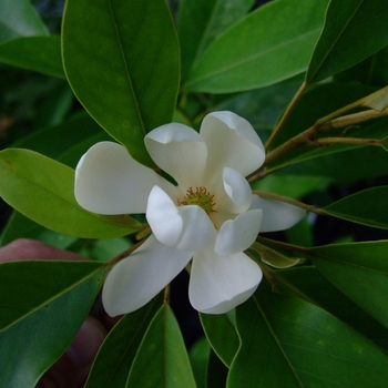 Magnolia virginiana 'Northern Belle' 
