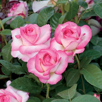 Rosa 'Miss Congeniality' PPAF