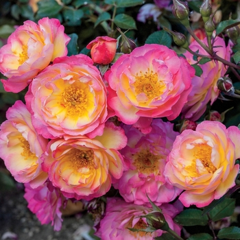 Rosa 'Rainbow Happy Trails' 