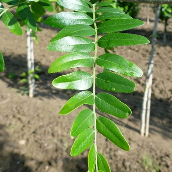 Gleditsia triacanthos var. inermis 'Street Keeper®'