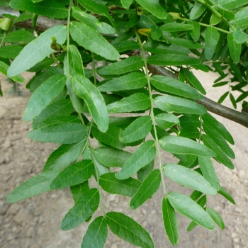 Gleditsia triacanthos var. inermis 'Christie' 