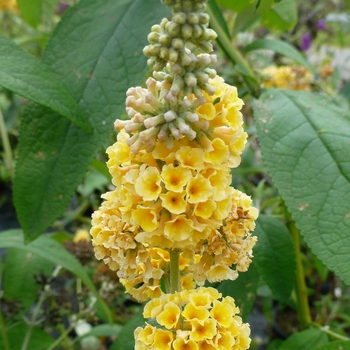 Buddleia x weyeriana 'Honeycomb' 