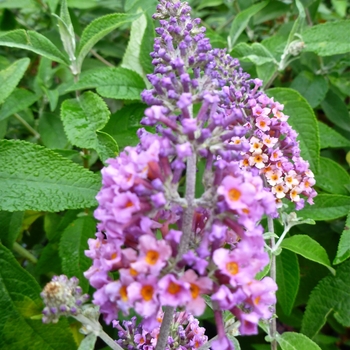 Buddleia x weyeriana 'Bicolor' 