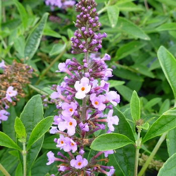 Buddleia 'Podaras #6' PP22142