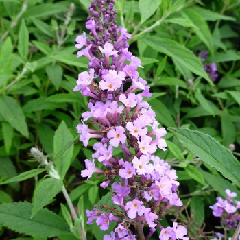 Buddleia 'Podaras#16' PP22108