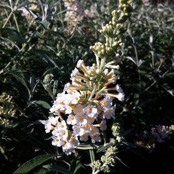 Buddleia 'Podaras#1' 