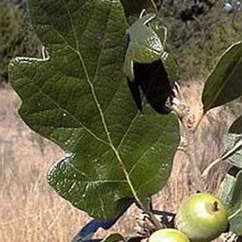 Quercus garryana