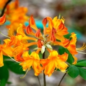 Rhododendron 'Tallulah Sunrise' 