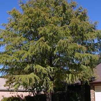 Taxodium mucronatum