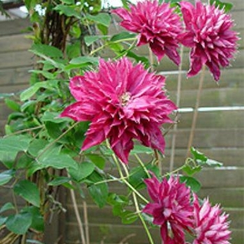 Clematis 'KBK01' 