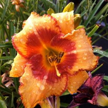 Hemerocallis 'Designer Gold'