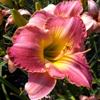 Hemerocallis 'Days of Wine' 