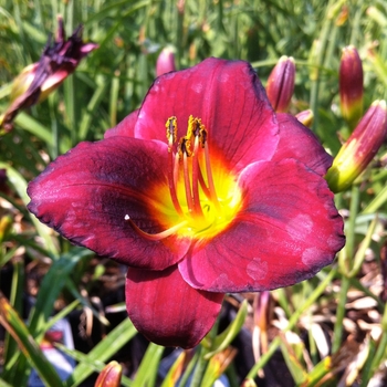 Hemerocallis 'Dark Ruby' 