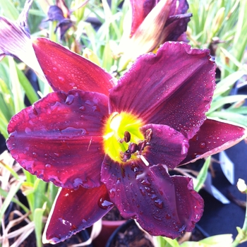 Hemerocallis 'Dark of Night'