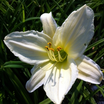 Hemerocallis 'Dad's Best White' 