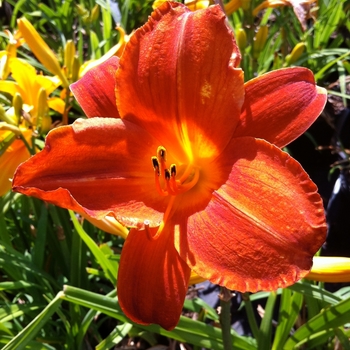 Hemerocallis 'Chinese New Year' 