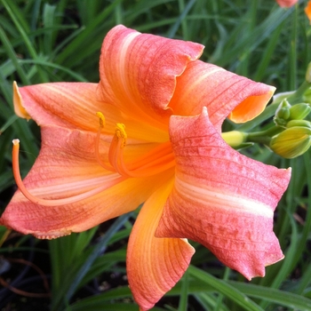 Hemerocallis 'Children's Festival'