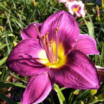 Hemerocallis 'Chicago Royal Robe'