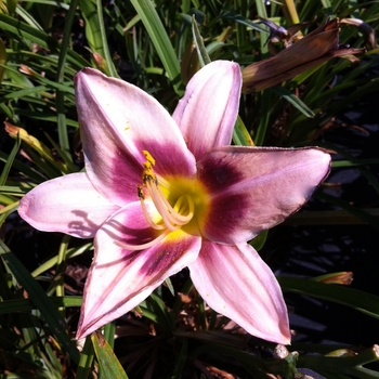 Hemerocallis 'Chicago Heirloom' 