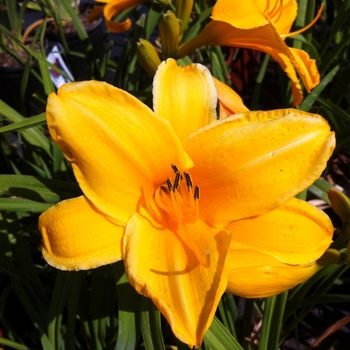 Hemerocallis 'Chicago Gold Coast'