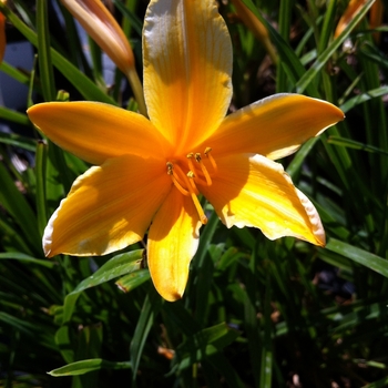 Hemerocallis 'Aztec Gold' 