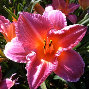 Hemerocallis 'Aurora Raspberry'