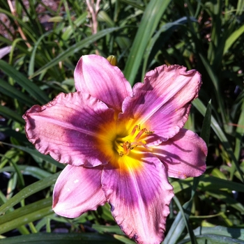 Hemerocallis 'Alpine Mist'