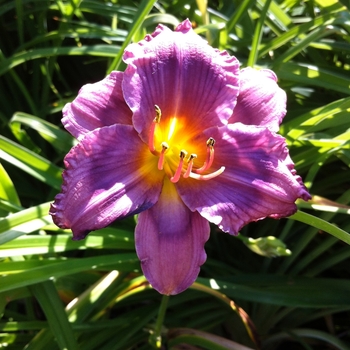 Hemerocallis 'Alpine Mist' 