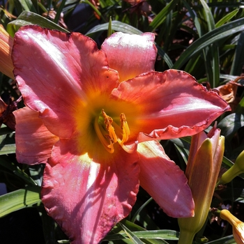 Hemerocallis 'Aloha Kiss' 