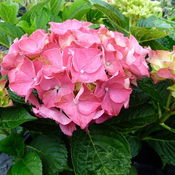 Hydrangea macrophylla 'Glowing Embers' 