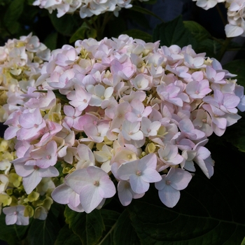 Hydrangea macrophylla 'Blushing Bride'