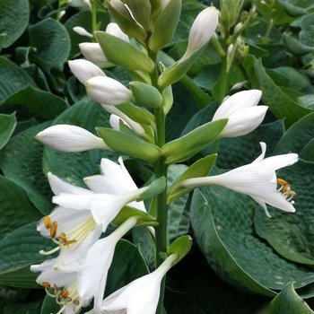 Hosta 'Bressingham Blue' 