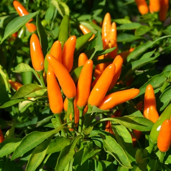 Capsicum annuum 'Starburst Orange' 