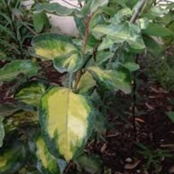 Elaeagnus pungens 'Clemson Variegated' 