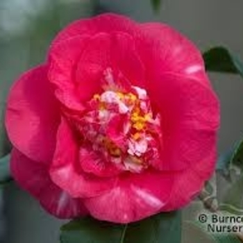 Camellia Japonica 'R.L. Wheeler' 
