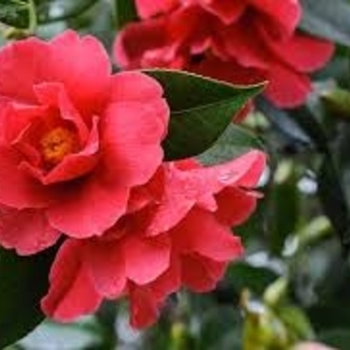 Camellia 'Freedom Bell' 