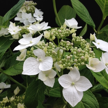 Hydrangea macrophylla 'Lanarth White' 