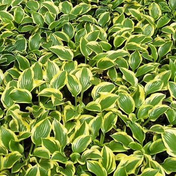 Hosta 'Queen Josephine' 