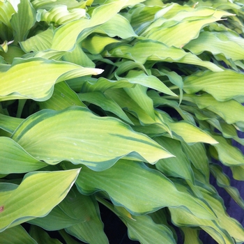 Hosta 'Pineapple Upsidedown Cake' 