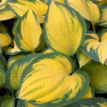 Hosta 'Orange Marmalade' 