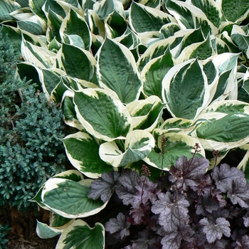 Hosta 'Minuteman' 