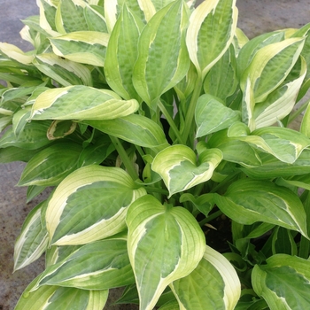 Hosta 'Hanky Panky' 